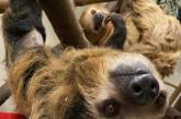В зоопарке США самку ленивца готовят к материнству (ФОТО) 