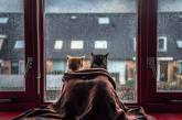 Коты и дождь (ФОТО)