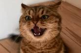 Коварный кот сумет рассмешить пользователей Сети (ВИДЕО)  