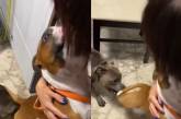 Ревнивая собака оттащила свою сестру от хозяйки (ВИДЕО)