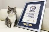 Известный кот из Японии попал в Книгу рекордов Гиннесса (ВИДЕО)