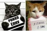Коты и кошки: пойманы с поличным (ФОТО)