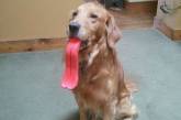Смешные собаки с игрушками в зубах (ФОТО)