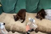 «Сломался»: Плюшевый лемур вызвал неадекватную реакцию у кота (ВИДЕО) 