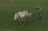 Во время матча Украина – Италия  на поле выбежали конь и собаки ( ВИДЕО) 