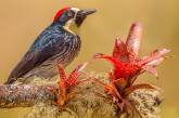 Яркие птицы на снимках Джалила Эль Харрара (ФОТО)