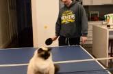 Невозмутимы кот сидел на столе для пинг-понга во время игры (ВИДЕО)