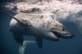 Экстремальные снимки больших белых акул (ФОТО)