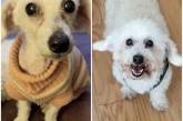 Милые животные до и после того, как они нашли дом и любящих хозяев (ФОТО)