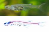 Ученые открыли новый вид рыб с крошечным мозгом (ФОТО)