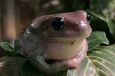 Забавные снимки с лягушками заряжают позитивом (ФОТО)