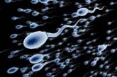 Открытие о сперматозоидах развеяло миф, которому больше трех веков