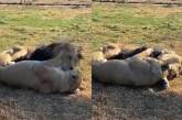 Пара влюбленных львов тронула пользователей соцсетей (ВИДЕО) 