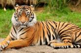 Тигр выкормил осиротевших тигрят после смерти матери (ВИДЕО)