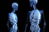 Ученые обнаружили новый орган в человеческом организме