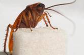 Почему от тараканов так трудно избавиться: Ученые сделали неожиданное заявление