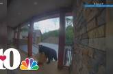 Медведь украл с крыльца посылку, но его быстро раскрыли - косолапый вор попал на видео