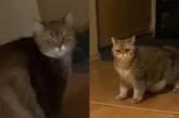 «Срочные дела»: Деловитость домашней кошки рассмешила хозяйку (ВИДЕО) 