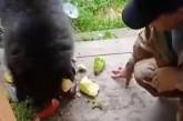На Алтае медвежонок в поисках еды пришел к людям (ВИДЕО)