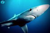 В Калифорнии на серфингиста набросилась большая белая акула (ВИДЕО)