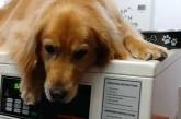 Собака ежедневно лежит на стиральных машинах (ВИДЕО) 