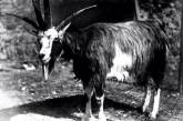 Четырехрогий козел по кличке Шайтан, Таджикская ССР, 1968 г. ФОТО