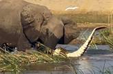 В Замбии слониха затоптала насмерть крокодила (ВИДЕО)