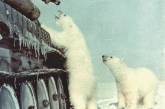 Советские солдаты угощают белых медведей молоком, 1950 г. ФОТО