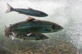 Норвегия придумала способ спасти исчезающий вид рыбы