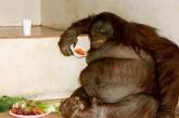 Стокилограммового орангутана посадили на диету