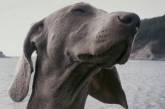 Сеть насмешила собака, обидевшаяся на хозяйку из-за похода к ветеринару (ВИДЕО)