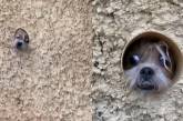 Собака удивила хозяйку необычной встречей после работы (ФОТО, ВИДЕО) 