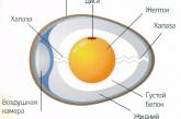 Вся правда о пользе и вреде яиц