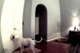 «Нужен другой прораб»: Домашние собаки содрали с пола весь линолеум (ФОТО, ВИДЕО)