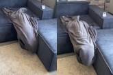  «Хвостатый плед»: Бультерьер смешно «спрятался» в одеяле (ВИДЕО) 