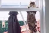 Настырному коту пришлось заняться спортом, чтоб попасть в окно соседки (ВИДЕО)