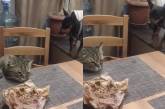 Пес помешал коту своровать хозяйскую еду со стола (ФОТО, ВИДЕО)