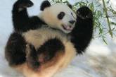 Кувырки игривой панды повеселили Сеть (ВИДЕО)