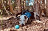 Брошенный пес получил награду за спасение коал (ВИДЕО)