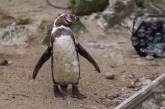 В Британском зоопарке нашли способ развеселить загрустивших пингвинов (ВИДЕО)