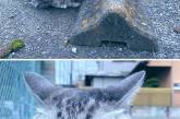 Коты нашли новое применение парковочным барьерам и повеселили Сеть (ФОТО)