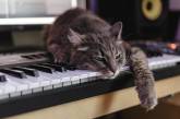 Сеть насмешил кот напуганный звуками пианино (ВИДЕО)
