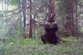 Сеть насмешил танец медведя у дерева (ВИДЕО)