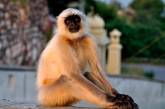 В Индии обезьяна сломала банкомат и скрылась с места преступления (ВИДЕО)