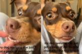 Реакция собаки на любимую еду покорила пользователей Сети (ВИДЕО)
