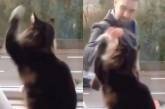 «Я тоже так хочу»: дружелюбный кот умилил пользователей интернета (ВИДЕО) 