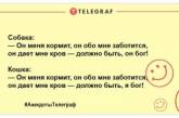 Разбавьте свой вечер яркими красками: шутки, которые подарят вам улыбку (ФОТО)