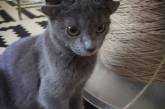 Котенок с четырьмя ушами нашел дом в Турции (ВИДЕО)