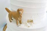 Этот свадебный торт рассмешил Интернет (ФОТО)