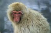 В Японии 200 полицейских ловят обезьяну по фотографии